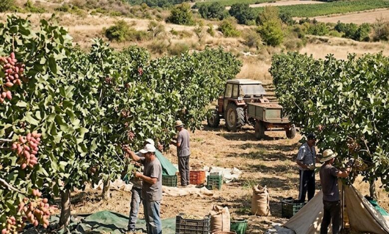 الفستق ينمو بلا ري في جنوب فرنسا، ومزارعو العنب يقتلعون كرومهم بانتظار حصاد بعد 5 سنوات