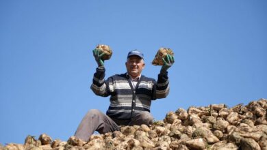 سعر الشمندر السكري في تركيا عند 3 آلاف و720 ليرة.. وتعاونية أرزينجان تطالب بـ4 آلاف و500