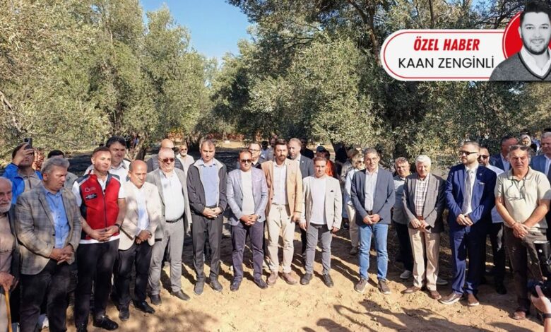 زيت الزيتون عند 200 ليرة وأجرة القطاف 2000.. لماذا قد يترك مزارعون محصولهم في تركيا؟