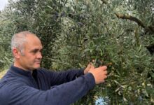محصول زيتون تركيا قد يسجل أعلى مستوى في تاريخ الجمهورية.. ومارمارابيرليك تخطط لشراء 60 ألف طن
