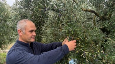 محصول زيتون تركيا قد يسجل أعلى مستوى في تاريخ الجمهورية.. ومارمارابيرليك تخطط لشراء 60 ألف طن
