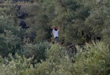 مستوطنون يضربون رئيس بلدية فرنسيًا بقضبان حديدية خلال قطف الزيتون في الضفة