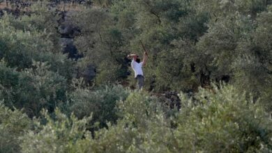 مستوطنون يضربون رئيس بلدية فرنسيًا بقضبان حديدية خلال قطف الزيتون في الضفة