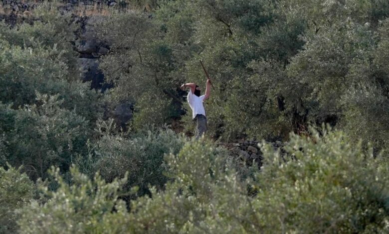 مستوطنون يضربون رئيس بلدية فرنسيًا بقضبان حديدية خلال قطف الزيتون في الضفة