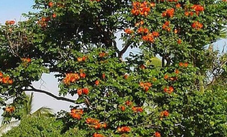 أزهارها قد تقتل النحل غير اللاسع.. أستراليا تقيد شجرة زينة غازية