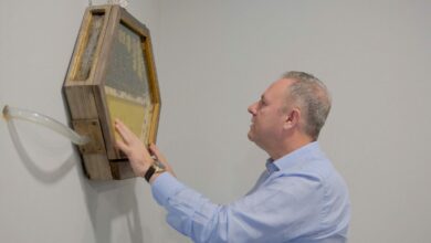 نحل يخرج من مكتب رئيس غرفة تجارة تركية ويعود إليه محمّلًا بحبوب اللقاح