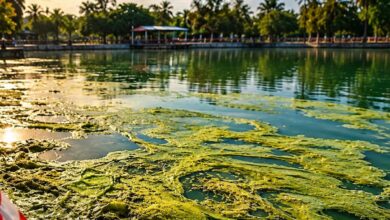 بعد وفاة مدرب.. أميبات «Naegleria» تظهر في 6 بحيرات صناعية بميريدا والسلالة القاتلة قيد التحقق
