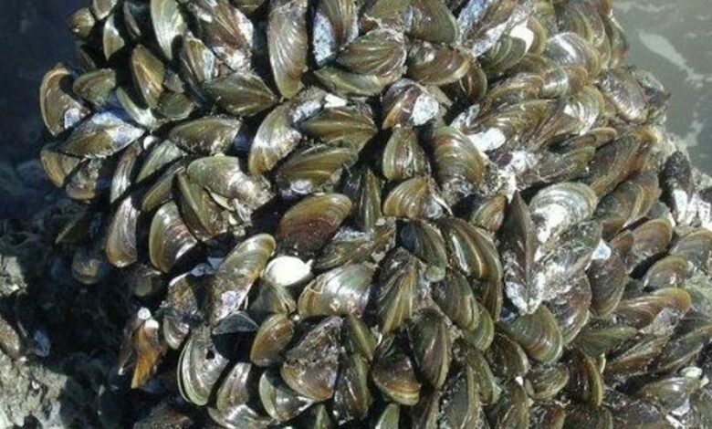 بلح البحر الذهبي يوسّع غزوه في أميركا الجنوبية.. من أعداد محدودة إلى 150 ألفًا في المتر المربع