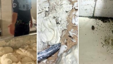 تفتيش مخبز في إسكندرون يكشف خلط العجين الجديد بالقديم ومخالفات صادمة