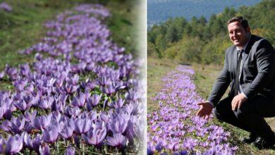 حصاد الزعفران يبدأ في تركيا بسعر 800 ألف ليرة للكيلوغرام.. وكل زهرة تمنح ثلاثة خيوط حمراء