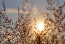 صيف 2026 يسجل أعلى وفيات الحر في أوروبا منذ 2000.. والوقود الأحفوري مرتبط بثلثيها