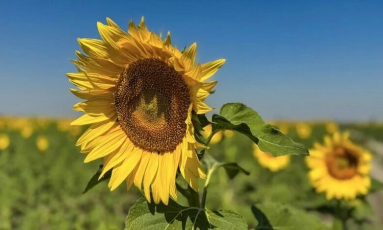 مؤسسة تيغيم التركية تعتزم بيع 211.9 طنًا من بذور دوار الشمس الزيتي دون موعد معلن