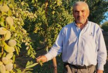 عاد من ألمانيا ليزرع 1200 شجرة في يوزغات.. لماذا ترك المزارع التركي الجوز؟