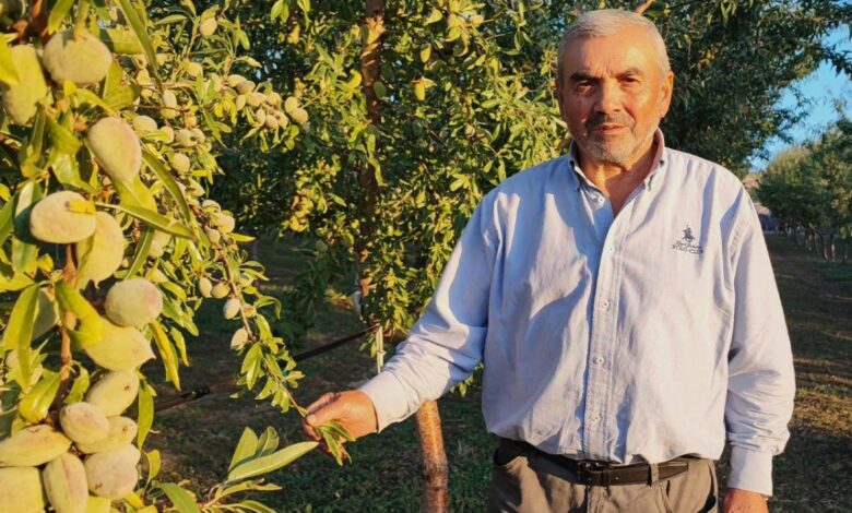عاد من ألمانيا ليزرع 1200 شجرة في يوزغات.. لماذا ترك المزارع التركي الجوز؟