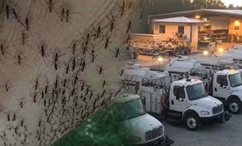 أُطلق ملايين البعوض المعدّل وراثيًا في فلوريدا.. ثم اختفت الصفة خلال أجيال