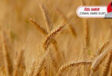 تركيا تطور قمحًا مبكر النضج لمواجهة الجفاف.. صنف «تانر» يرفع الإنتاج 15%