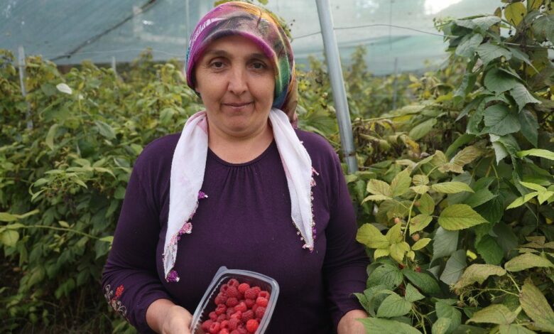 أول بستان توت عليق في أضنة يتجاوز التوقعات بحصاد 40 كيلوغرامًا كل يومين