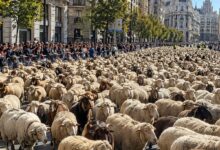 احتجاجات وسط مدريد تغيّر مسار قطيع من 1410 رأسًا في تقليد عمره قرون
