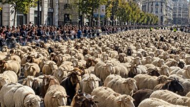 احتجاجات وسط مدريد تغيّر مسار قطيع من 1410 رأسًا في تقليد عمره قرون