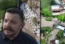 منحة من 50 إوزة إلى قطيع من 600 خلال 4 سنوات.. زوجان في سامسون يخططان لإنتاج اللحوم
