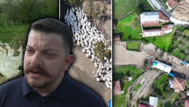 منحة من 50 إوزة إلى قطيع من 600 خلال 4 سنوات.. زوجان في سامسون يخططان لإنتاج اللحوم