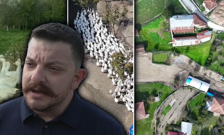 منحة من 50 إوزة إلى قطيع من 600 خلال 4 سنوات.. زوجان في سامسون يخططان لإنتاج اللحوم