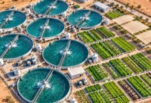 نظام زراعي في الشارقة يوفر حتى 80% من المياه وينتج أرزًا بسمتيًا في الصحراء