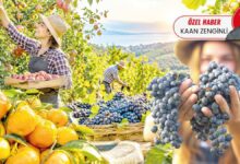 محاصيل قياسية في تركيا لا تنقذ المزارعين.. التفاح يهبط إلى 4 ليرات