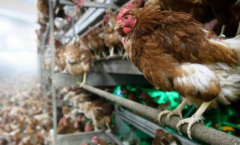 هولندا تفرض عزل الدواجن.. إعدام نحو مليون دجاجة يعيد الضغط على أسعار البيض