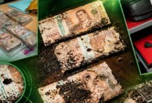 شابة في تايلاند فتحت خزنتها بعد شهر لتجد النمل الأبيض أتلف معظم مدخراتها البالغة 1.4 مليون ليرة