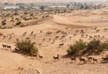 قوارض أرجنتينية تتكاثر بين كثبان دبي.. وأنثى ترضع صغيرها في الصحراء