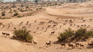 قوارض أرجنتينية تتكاثر بين كثبان دبي.. وأنثى ترضع صغيرها في الصحراء