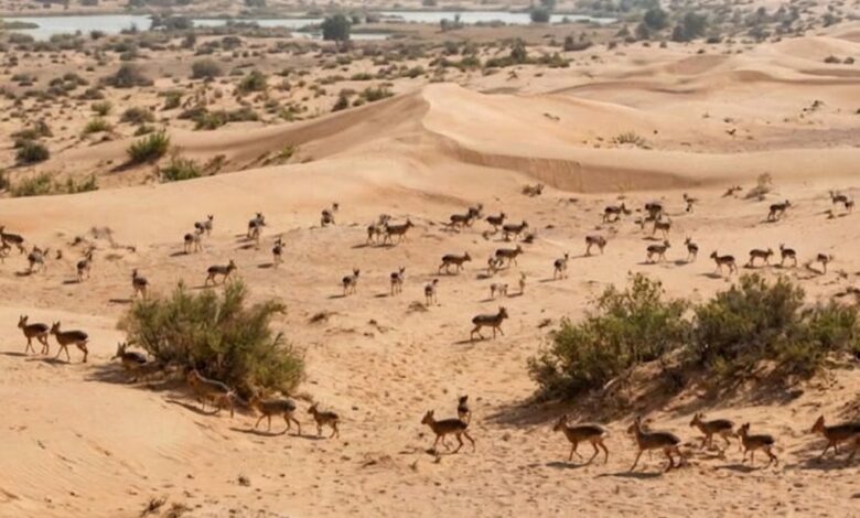 قوارض أرجنتينية تتكاثر بين كثبان دبي.. وأنثى ترضع صغيرها في الصحراء