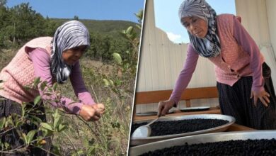 نصيحة ابنها تحوّل حديقة في عثمانية إلى محصول أرونيا.. نصف كيلو مربى بـ400 ليرة